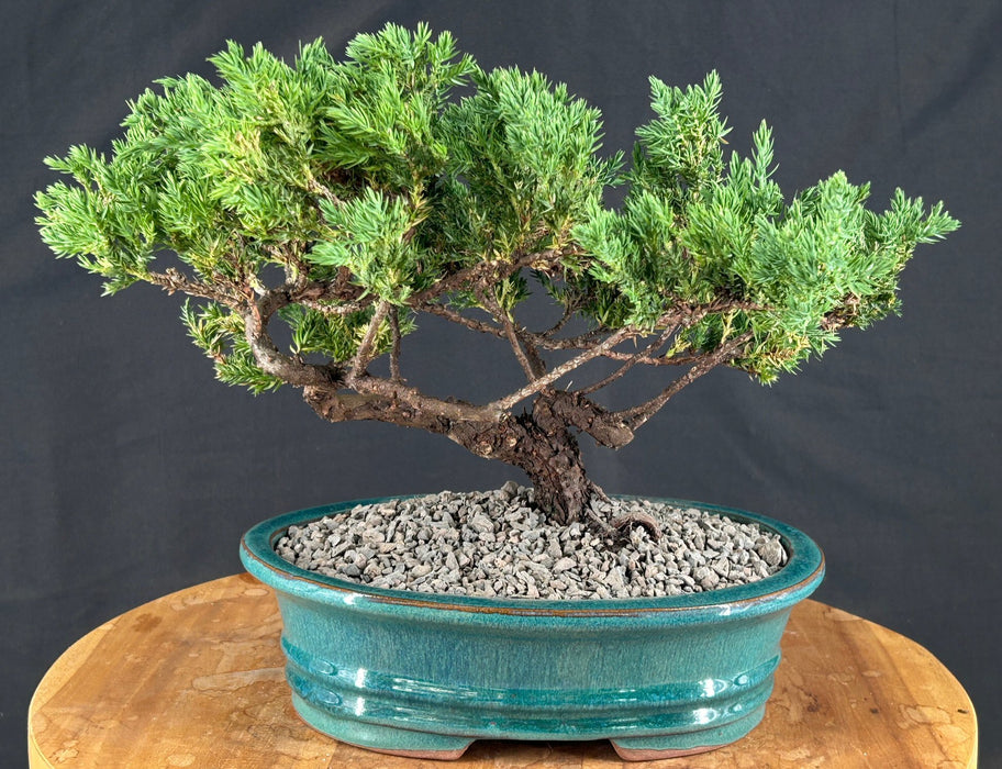 Juniper Bonsai Tree - Trained -(juniper procumbens nana)