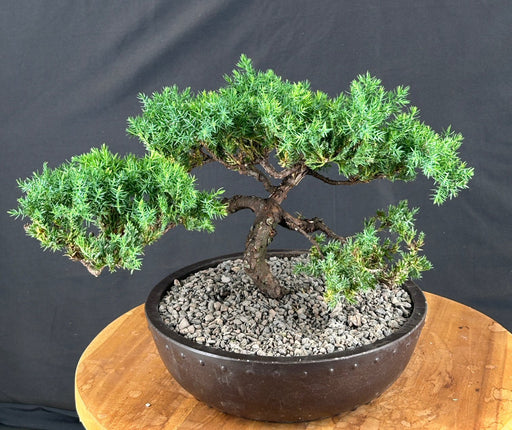 Juniper Bonsai Tree - Trained -(juniper procumbens nana)