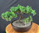 Juniper Bonsai Tree - Trained -(juniper procumbens nana)