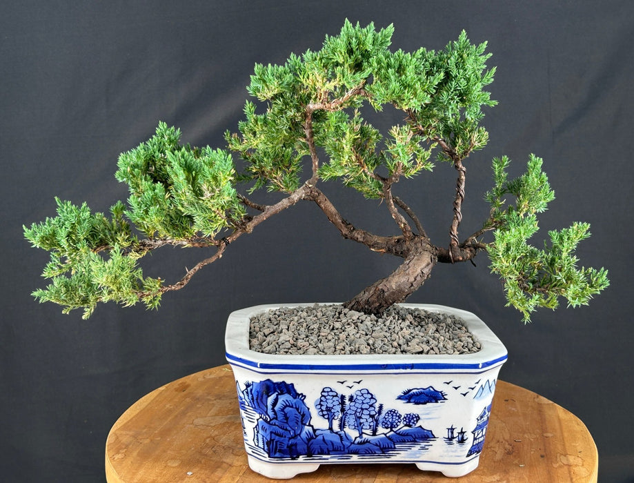 Juniper Bonsai Tree - Trained -(juniper procumbens nana)