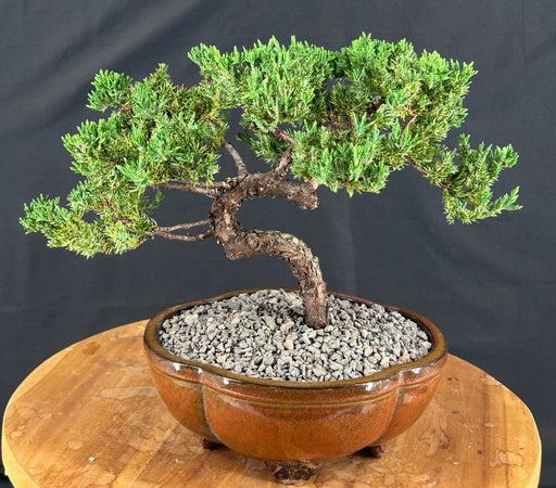 Juniper Bonsai Tree - Trained -(juniper procumbens nana)