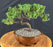 Juniper Bonsai Tree - Trained -(juniper procumbens nana)