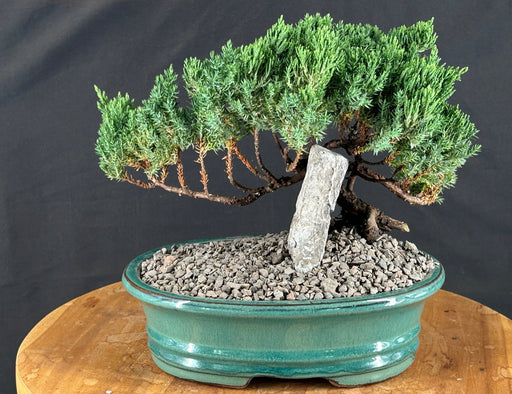 Juniper Bonsai Tree - Trained -(juniper procumbens nana)