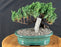 Juniper Bonsai Tree - Trained -(juniper procumbens nana)