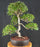 Chinese Elm Bonsai Tree-Curved Trunk & Tiered Branching-(ulmus parvifolia)
