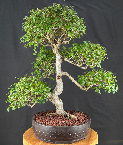 Chinese Elm Bonsai Tree-Curved Trunk & Tiered Branching-(ulmus parvifolia)