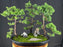 Juniper Bonsai Tree - Three Tree Forest Group-(juniper procumbens nana)