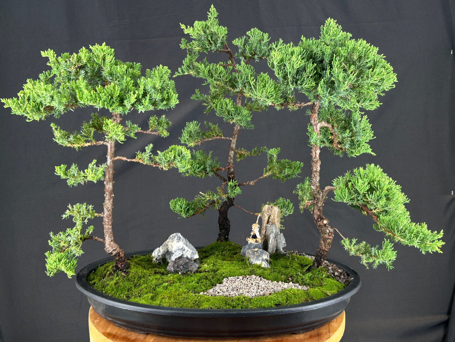 Juniper Bonsai Tree - Three Tree Forest Group-(juniper procumbens nana)