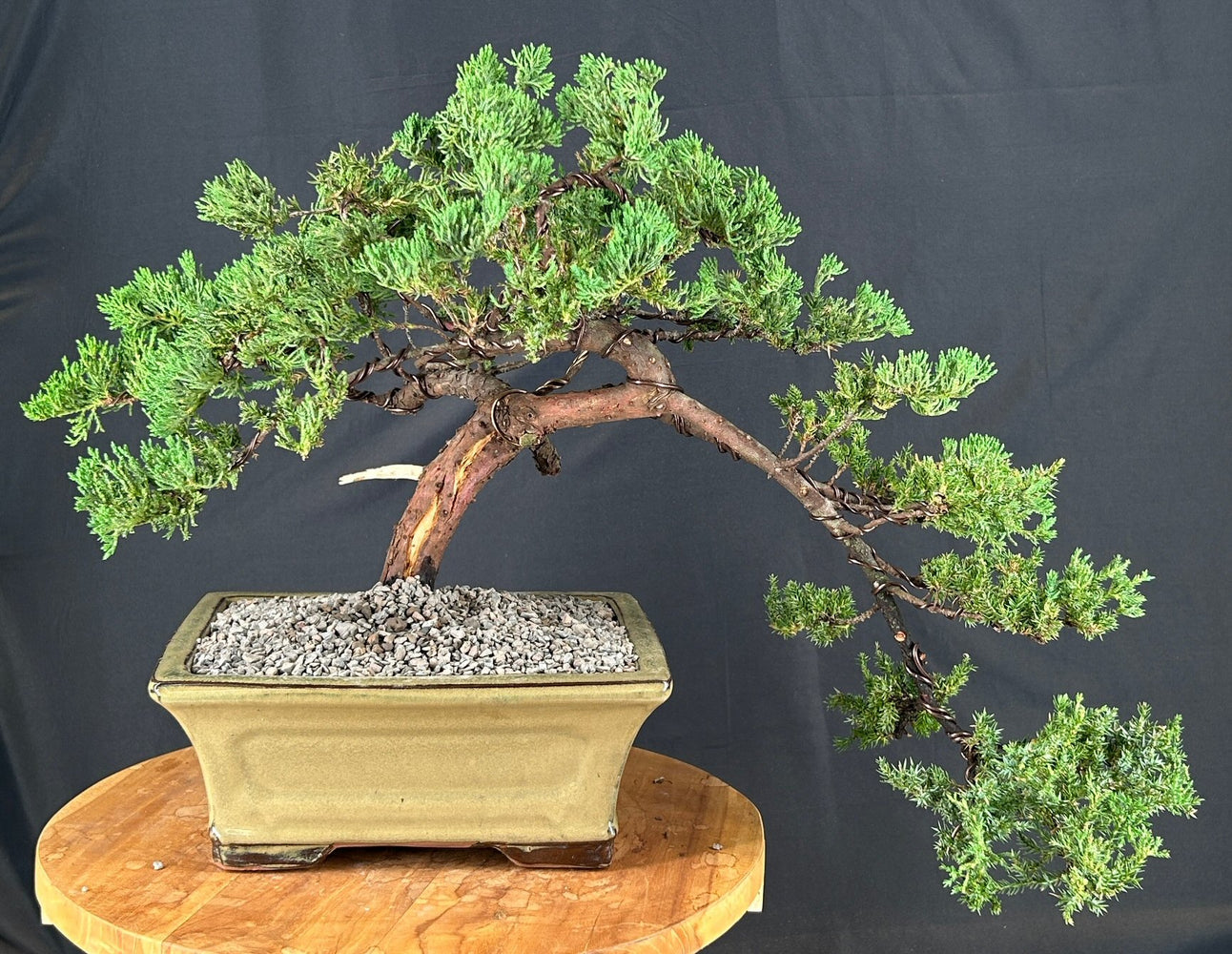 Juniper Bonsai Tree - Trained -(juniper procumbens nana)