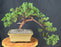Juniper Bonsai Tree - Trained -(juniper procumbens nana)