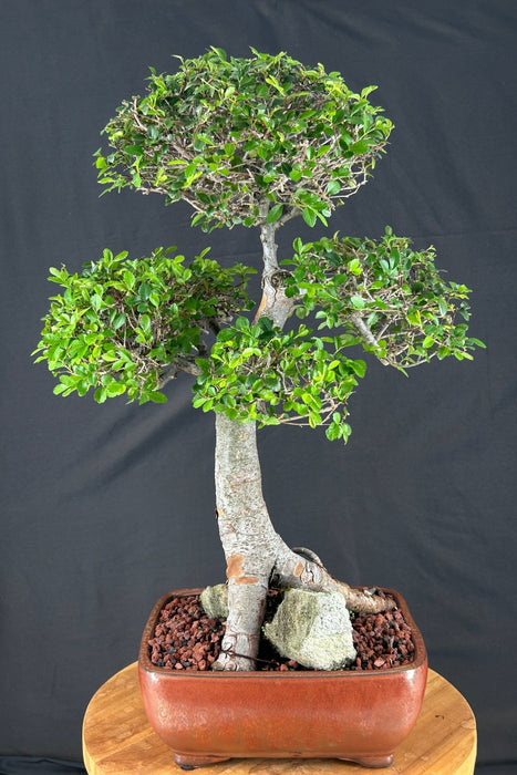Trained Chinese Elm Bonsai Tree-Root Over Rock Style-(ulmus parvifolia)