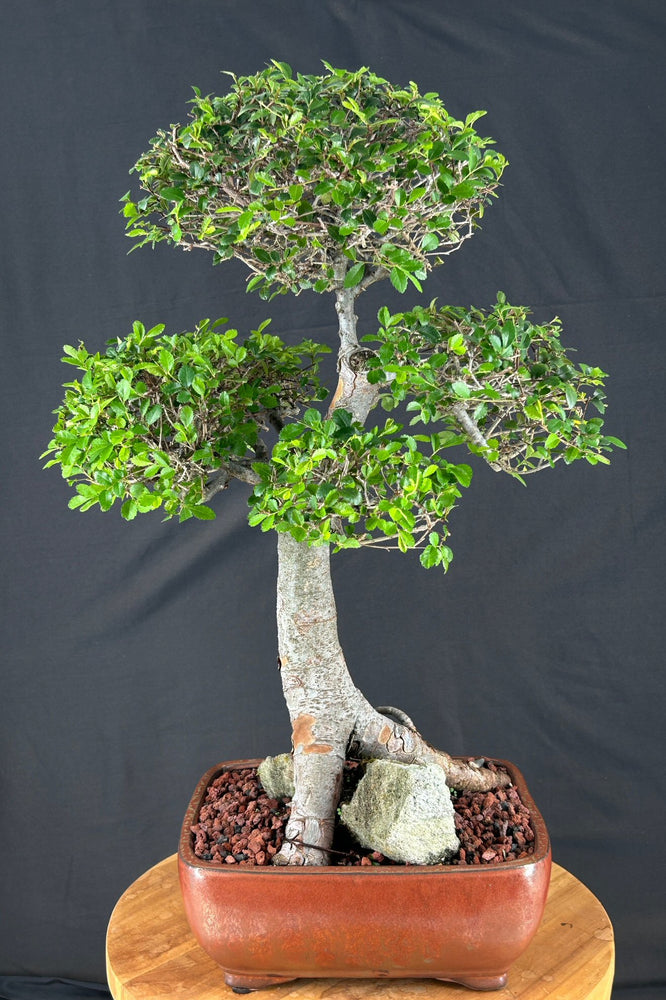 Trained Chinese Elm Bonsai Tree-Root Over Rock Style-(ulmus parvifolia)