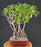 Flowering Tropical Dwarf Apple Bonsai Tree-Banyan Style-(clusia rosea 'nana')9