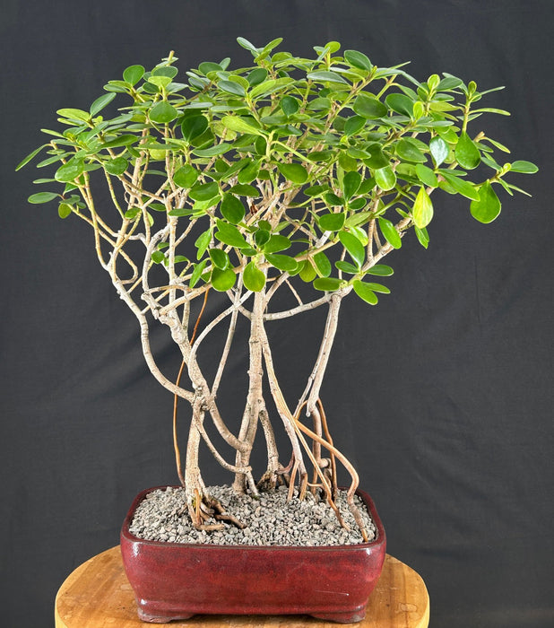 Flowering Tropical Dwarf Apple Bonsai Tree-Banyan Style-(clusia rosea 'nana')9