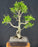 Trained Ficus Retusa Bonsai Tree--(ficus retusa)