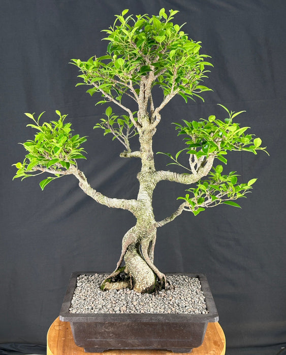 Trained Ficus Retusa Bonsai Tree--(ficus retusa)