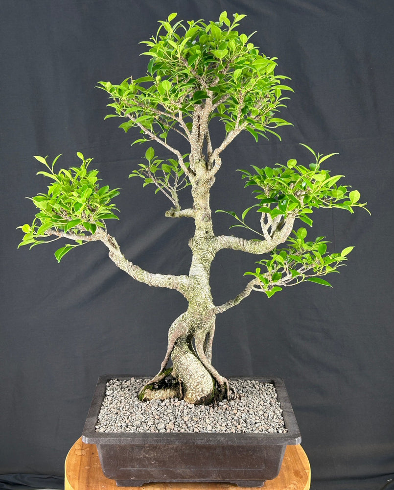 Trained Ficus Retusa Bonsai Tree--(ficus retusa)