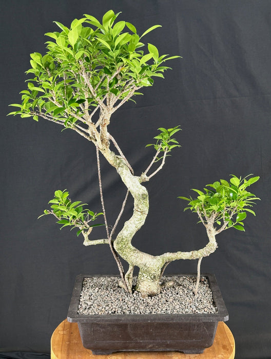 Trained Ficus Retusa Bonsai Tree-With Banyan Roots--(ficus retusa)