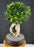 Ginseng Ficus Bonsai Tree-(ficus retusa)