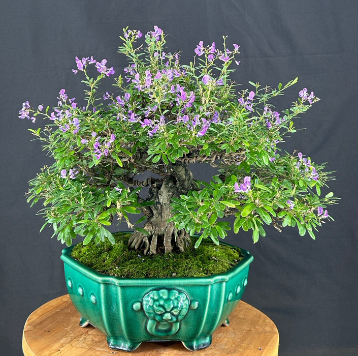 Flowering Vietnamese Blue Bell Bonsai Tree-(Trifidacanthus unifoliatium)