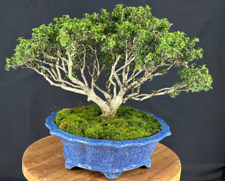 Japanese Kingsville Boxwood Bonsai Tree - (buxus microphylla compacta)