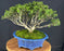 Japanese Kingsville Boxwood Bonsai Tree - (buxus microphylla compacta)