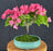 Flowering Bougainvillea Bonsai Tree-(Pink Pixie)