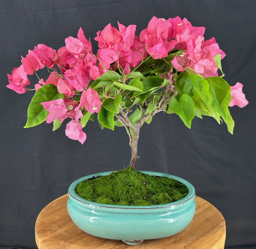 Flowering Bougainvillea Bonsai Tree-(Pink Pixie)