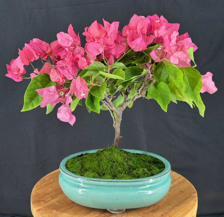 Flowering Bougainvillea Bonsai Tree-(Pink Pixie)