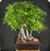 Ficus Philippinensis Bonsai Tree-Exposed Root & Banyan Style-(ficus philippenensis)