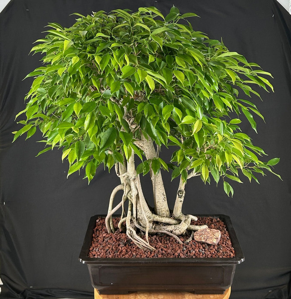 Ficus Philippinensis Bonsai Tree-Exposed Root & Banyan Style-(ficus philippenensis)