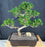 Flowering Fukien Tea Bonsai Tree-Curved Trunk & Tiered Branching-(ehretia microphylla)