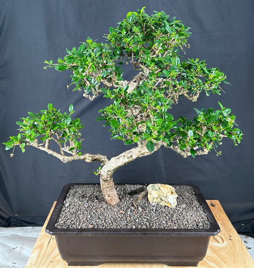 Flowering Fukien Tea Bonsai Tree-Curved Trunk & Tiered Branching-(ehretia microphylla)