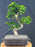 Flowering Fukien Tea Bonsai Tree - Curved Trunk & Tiered Branching - (ehretia microphylla)