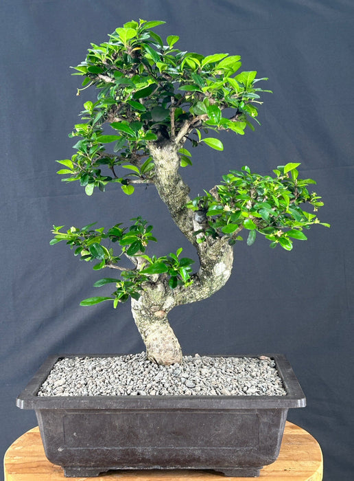 Flowering Fukien Tea Bonsai Tree - Curved Trunk & Tiered Branching - (ehretia microphylla)