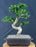Flowering Fukien Tea Bonsai Tree - Curved Trunk & Tiered Branching - (ehretia microphylla)