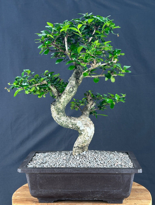 Flowering Fukien Tea Bonsai Tree - Curved Trunk & Tiered Branching - (ehretia microphylla)
