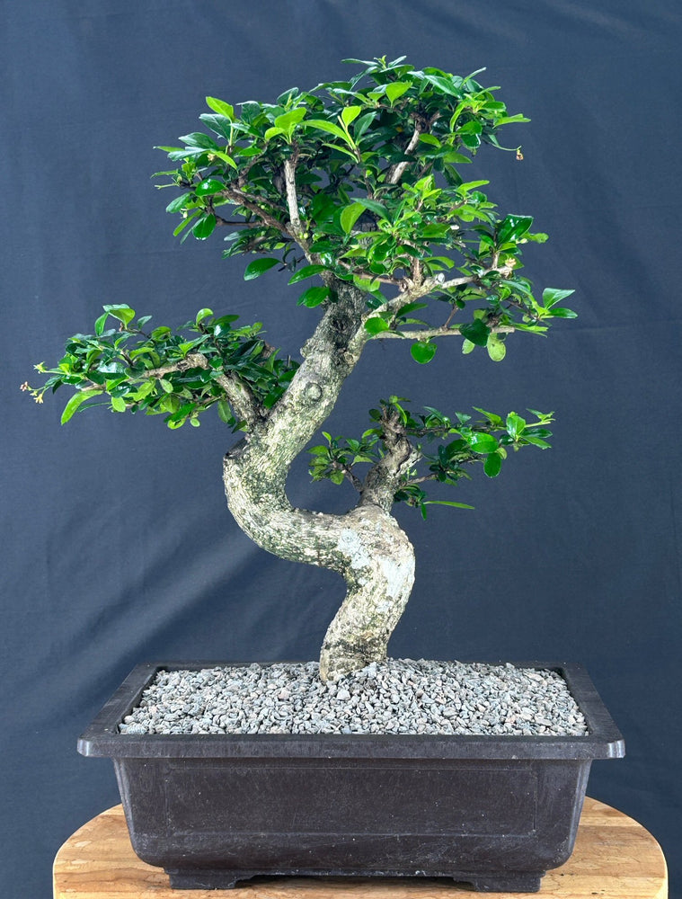 Flowering Fukien Tea Bonsai Tree - Curved Trunk & Tiered Branching - (ehretia microphylla)