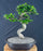 Flowering Fukien Tea Bonsai Tree - Curved Trunk - (ehretia microphylla)