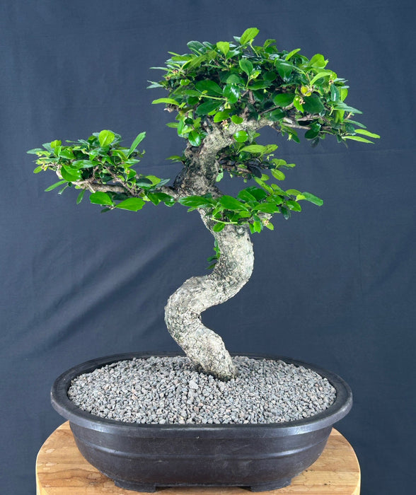 Flowering Fukien Tea Bonsai Tree - Curved Trunk - (ehretia microphylla)