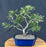 Trained Chinese Elm Bonsai Tree - (ulmus parvifolia)