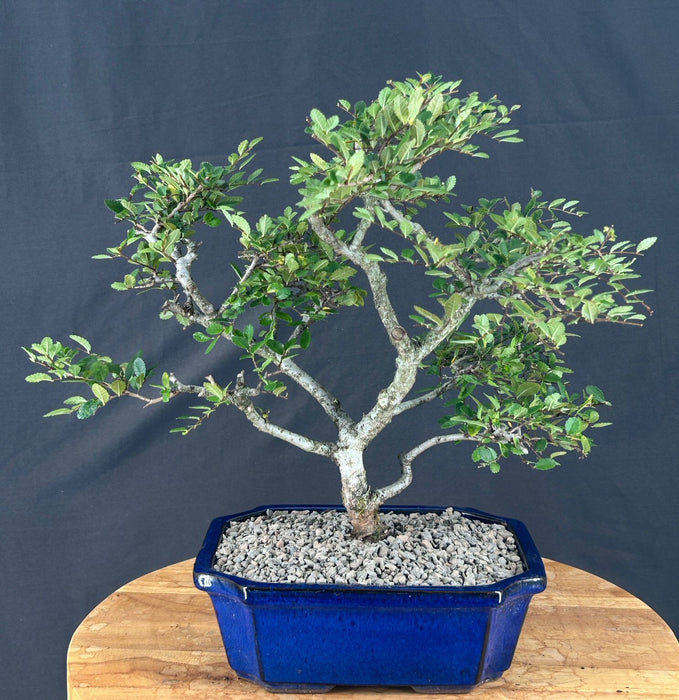 Trained Chinese Elm Bonsai Tree - (ulmus parvifolia)
