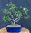 Trained Chinese Elm Bonsai Tree - (ulmus parvifolia)