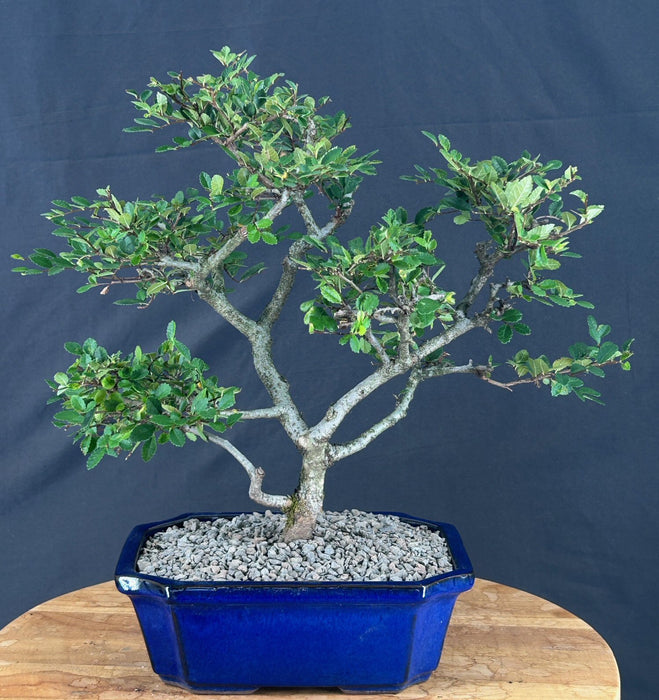 Trained Chinese Elm Bonsai Tree - (ulmus parvifolia)