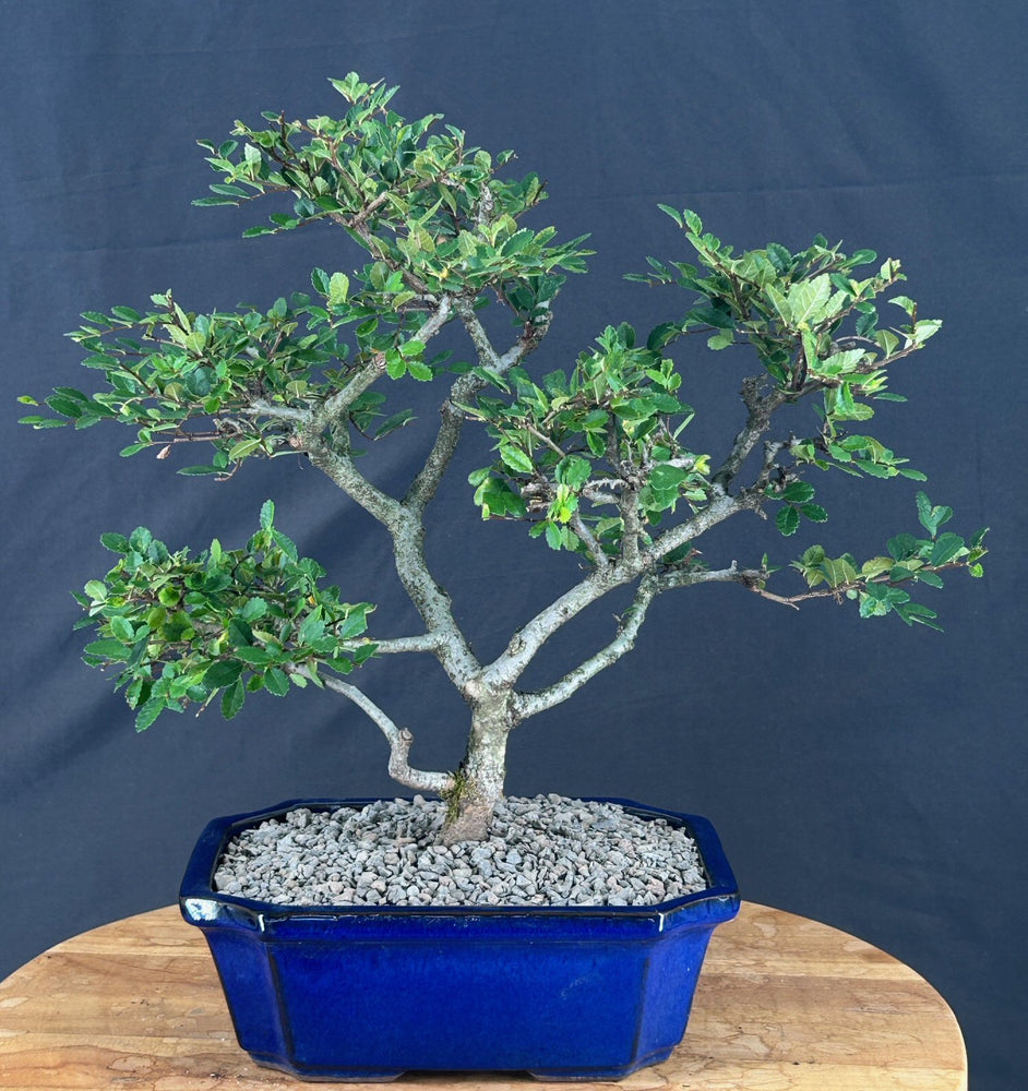 Trained Chinese Elm Bonsai Tree - (ulmus parvifolia)