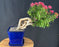Cascade Flowering Bougainvillea Bonsai Tree - Exposed Roots - (Pink Pixie)