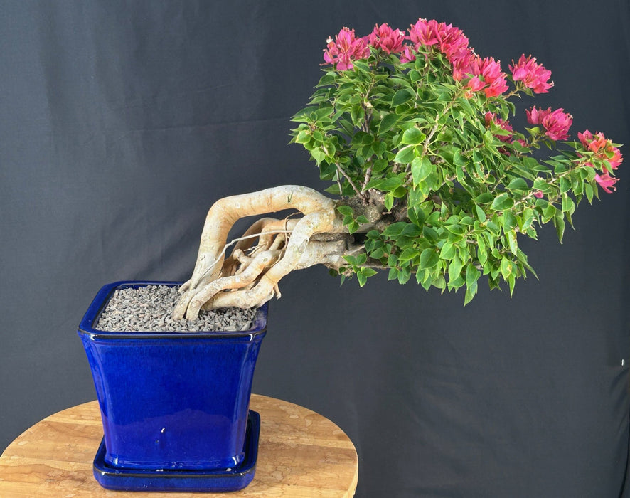Cascade Flowering Bougainvillea Bonsai Tree - Exposed Roots - (Pink Pixie)