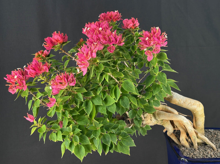 Cascade Flowering Bougainvillea Bonsai Tree - Exposed Roots - (Pink Pixie)