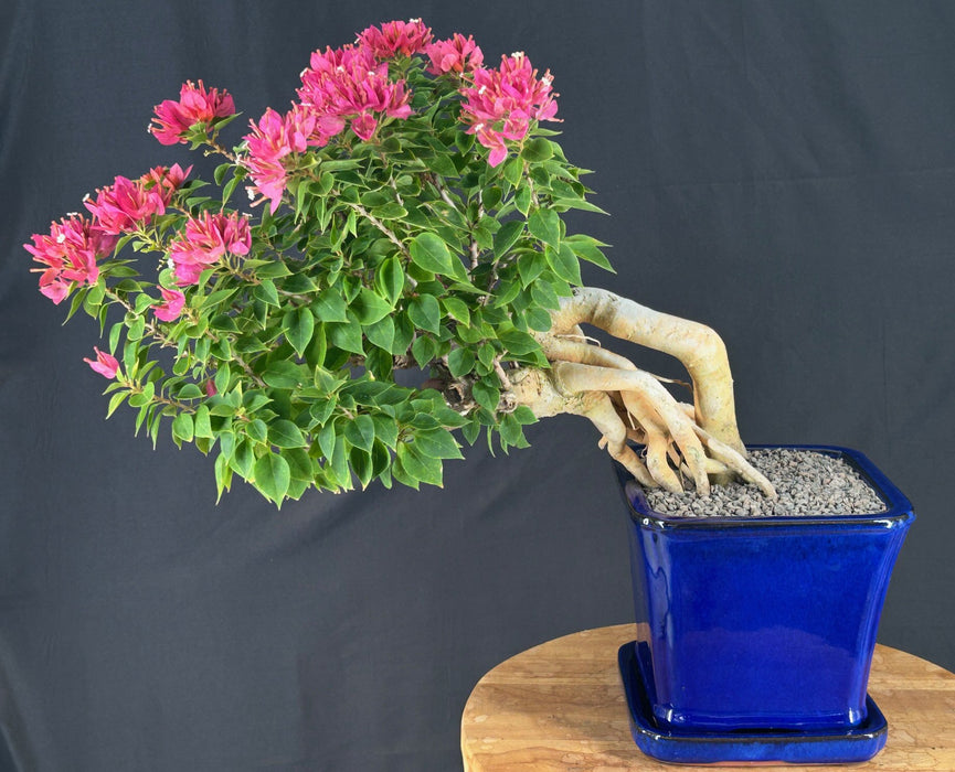 Cascade Flowering Bougainvillea Bonsai Tree - Exposed Roots - (Pink Pixie)