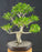 Ficus Retusa Bonsai Tree - Curved Trunk & Tiered Branching - (ficus retusa)